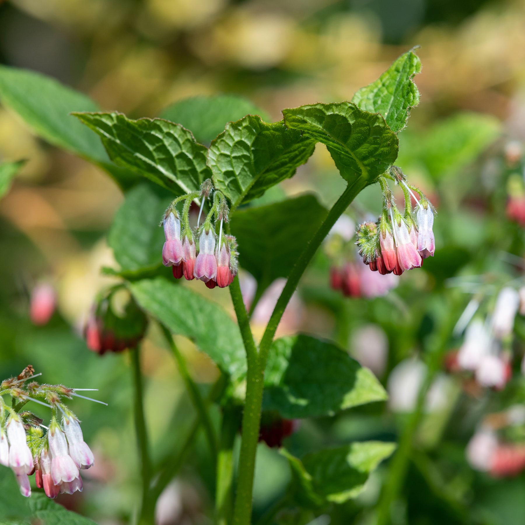 Smeerwortel 'Hidcote Pink'