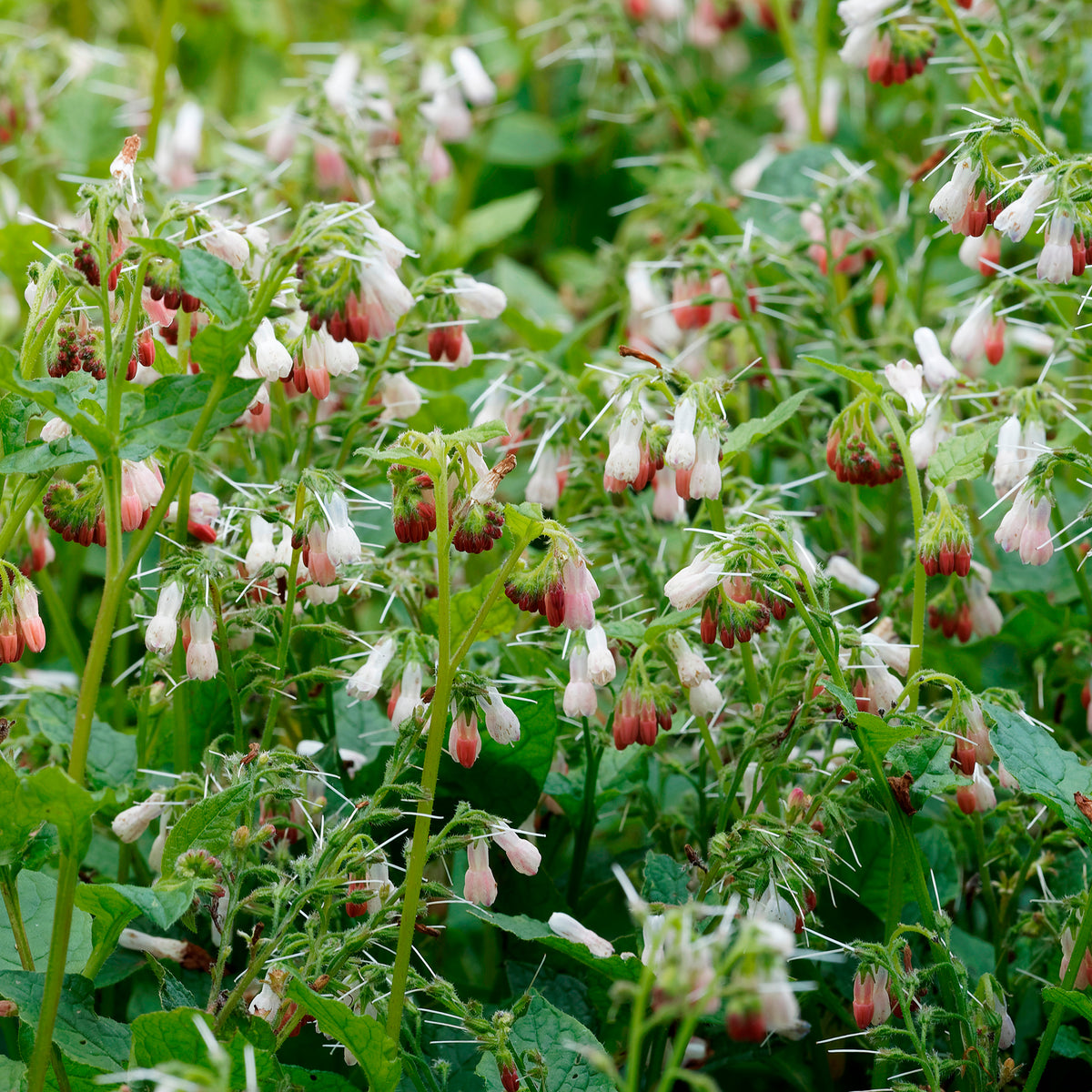 Smeerwortel 'Hidcote Pink' - Willemse