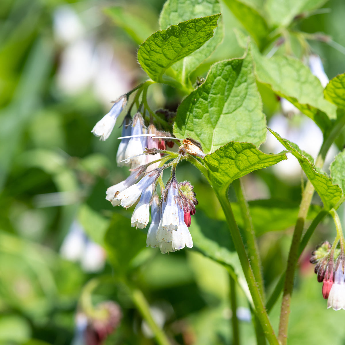 Smeerwortel Wisley Blue - Symphytum grandiflorum wisley blue - Willemse