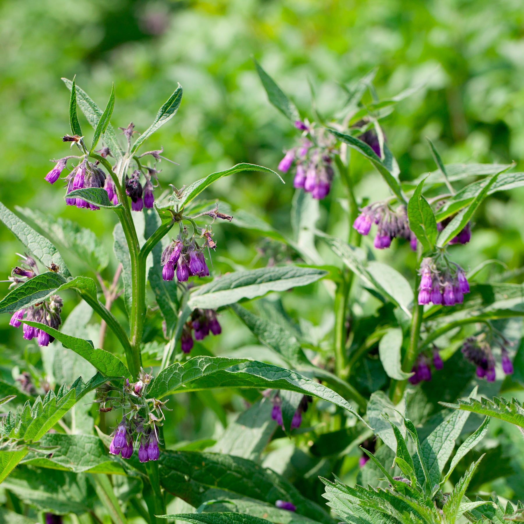 Smeerwortel 'Purpureum' - Symphytum officinale purpureum - Willemse