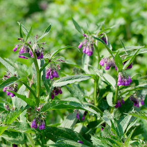 Smeerwortel 'Purpureum' - Symphytum officinale purpureum - Willemse