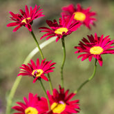 Bonte magriet - Tanacetum coccineum Robinson's Red - Willemse