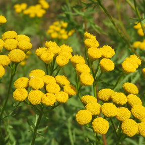 Boerenwormkruid - Willemse