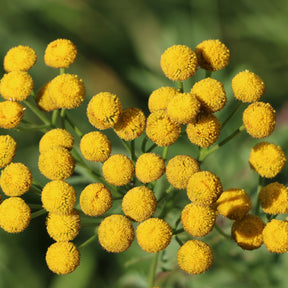 Boerenwormkruid - Tanacetum vulgare - Willemse