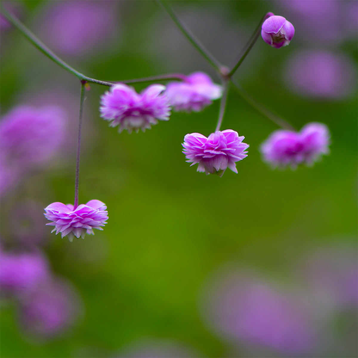 Ruit Delavay Hewitts - Thalictrum delavayi Hewitts Double - Willemse