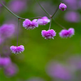Ruit Delavay Hewitts - Thalictrum delavayi Hewitts Double - Willemse