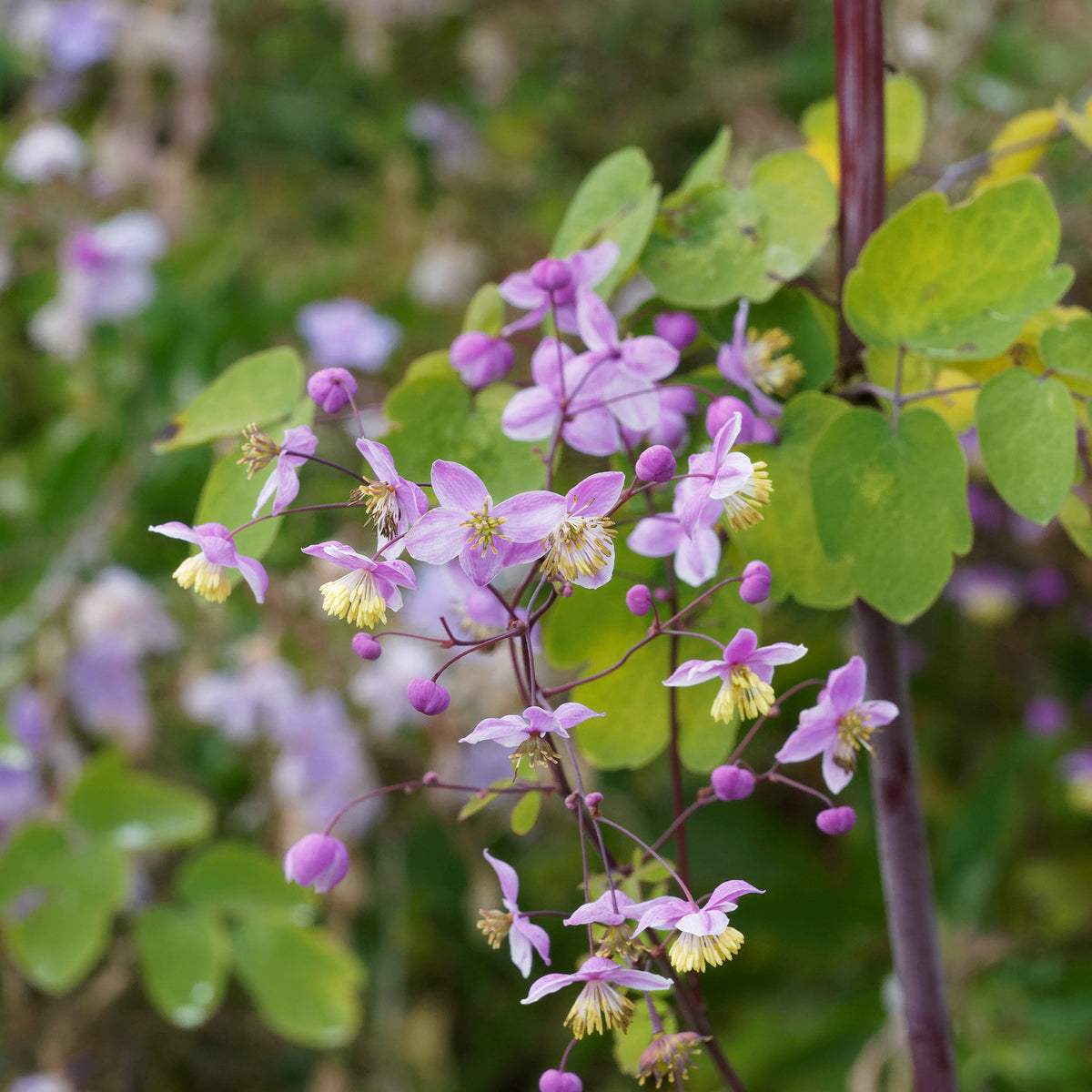 Ruit Splendide - Thalictrum delavayi Splendide - Willemse