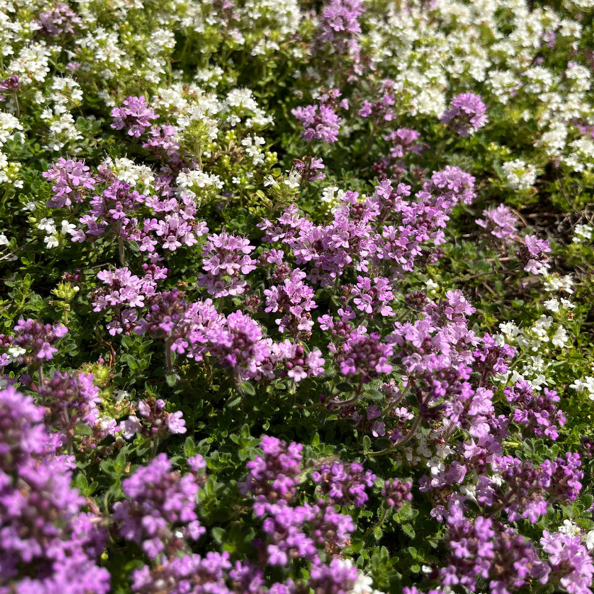 Kruiptijm 'Coccineus' - Willemse