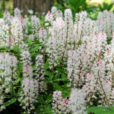 Tiarella Spring Symphony - Perzische muts Spring Symphony - Vaste planten