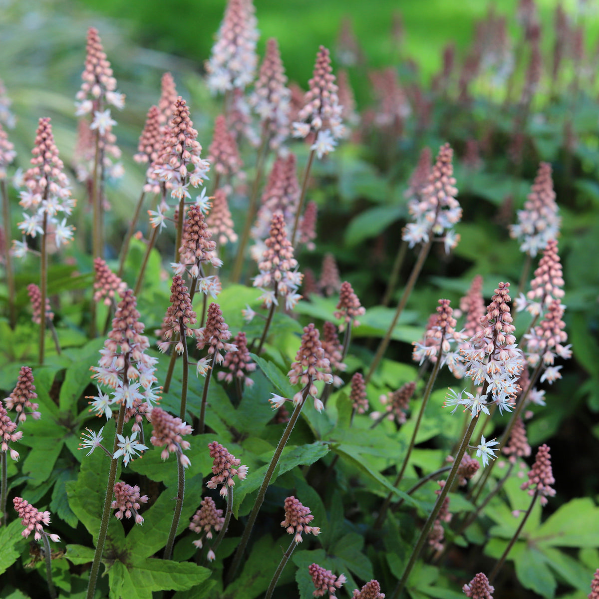 Perzische muts Spring Symphony - Tiarella Spring Symphony - Willemse