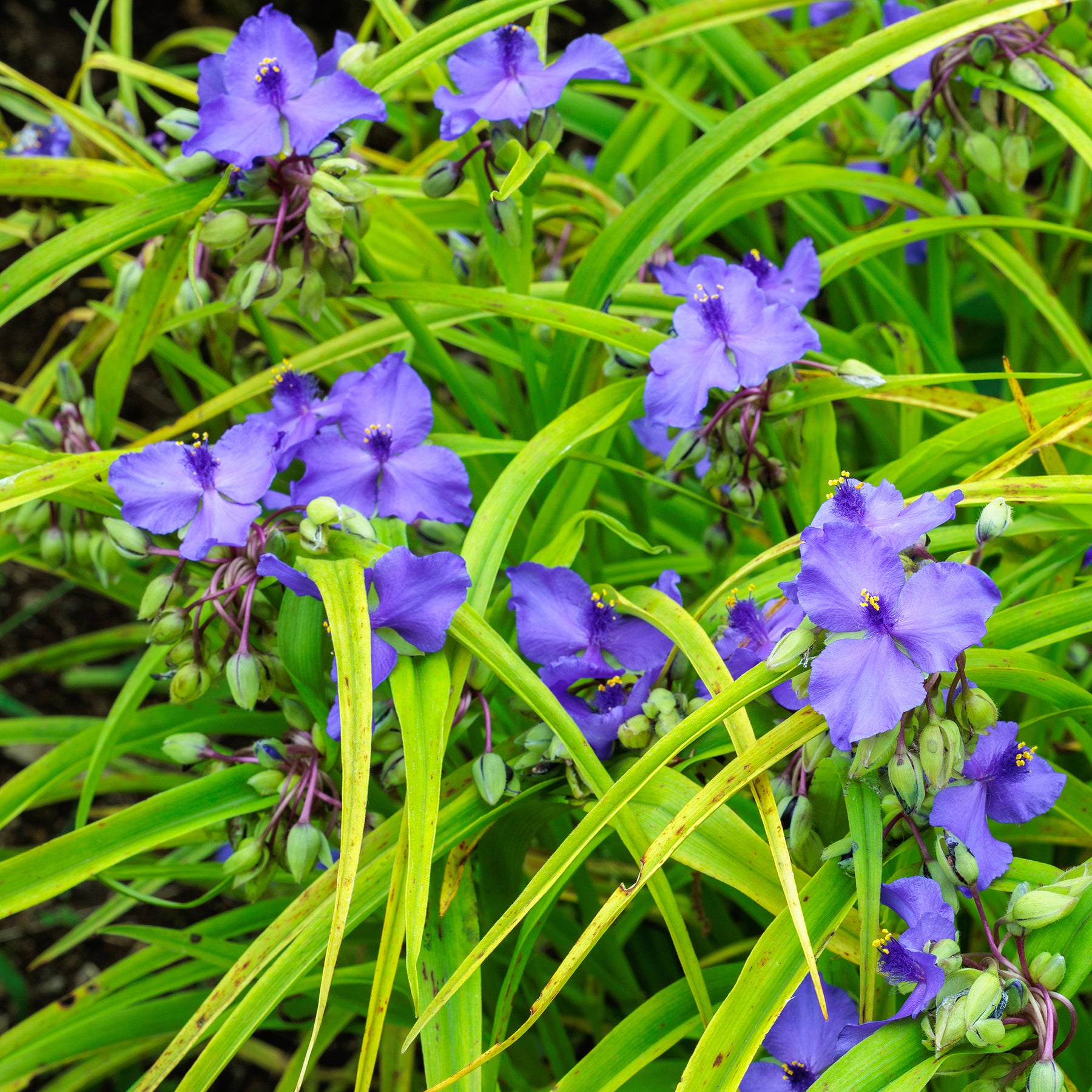Vaderplant 'Sweet Kate' - Willemse