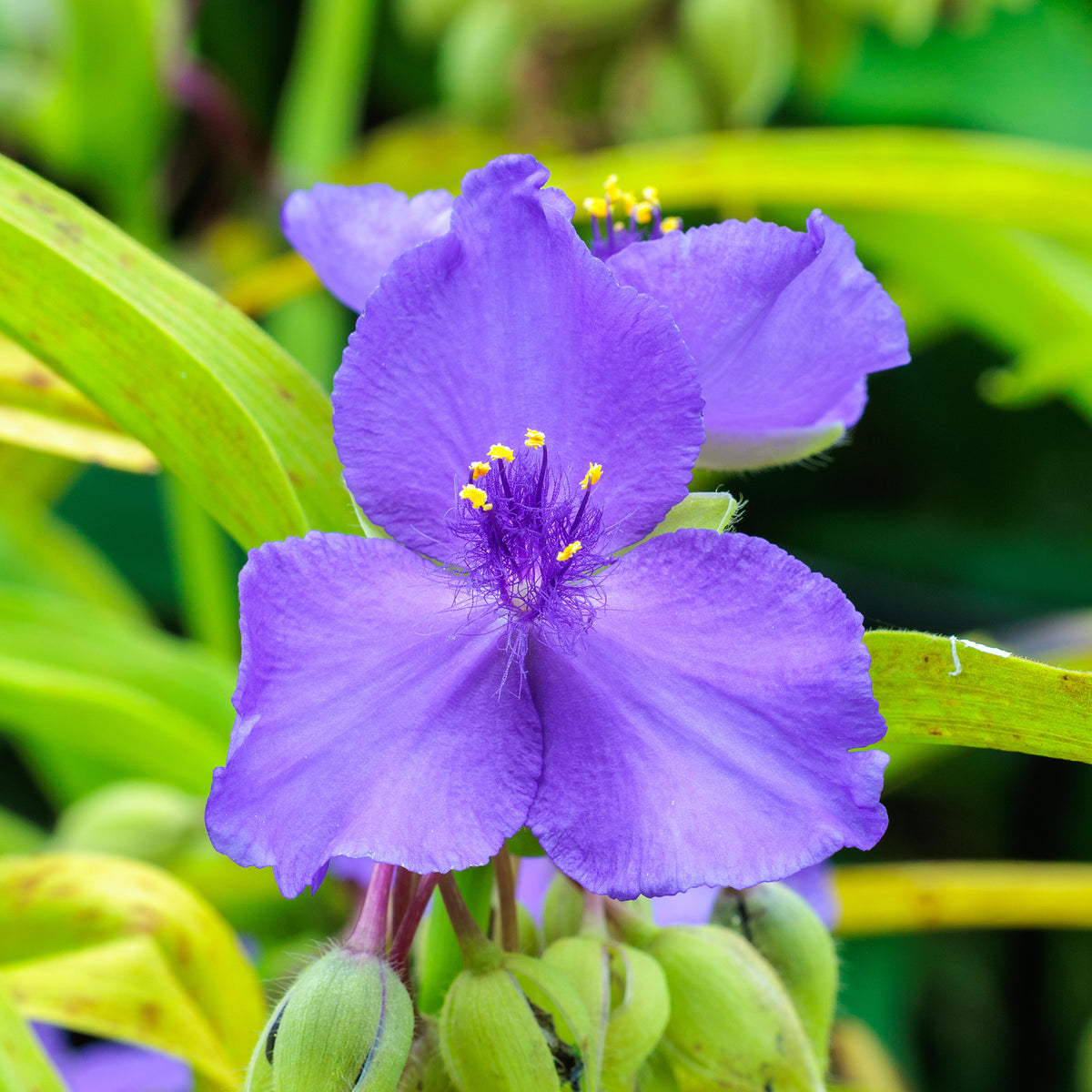 Tradescantia ( andersoniana group ) sweet kate - Vaderplant 'Sweet Kate' - Vaste planten