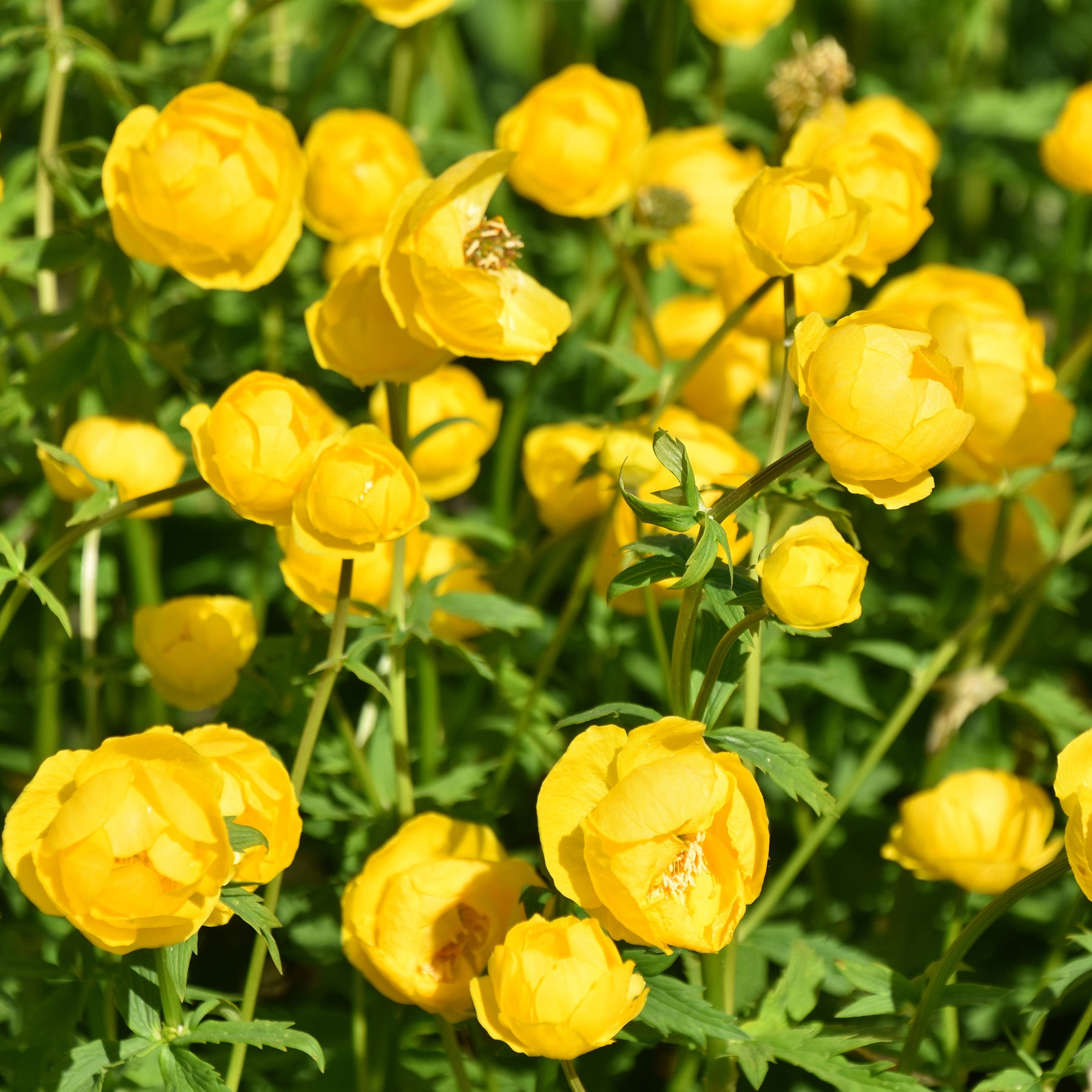 Kogelboterbloem Europe - Trollius europaeus - Willemse