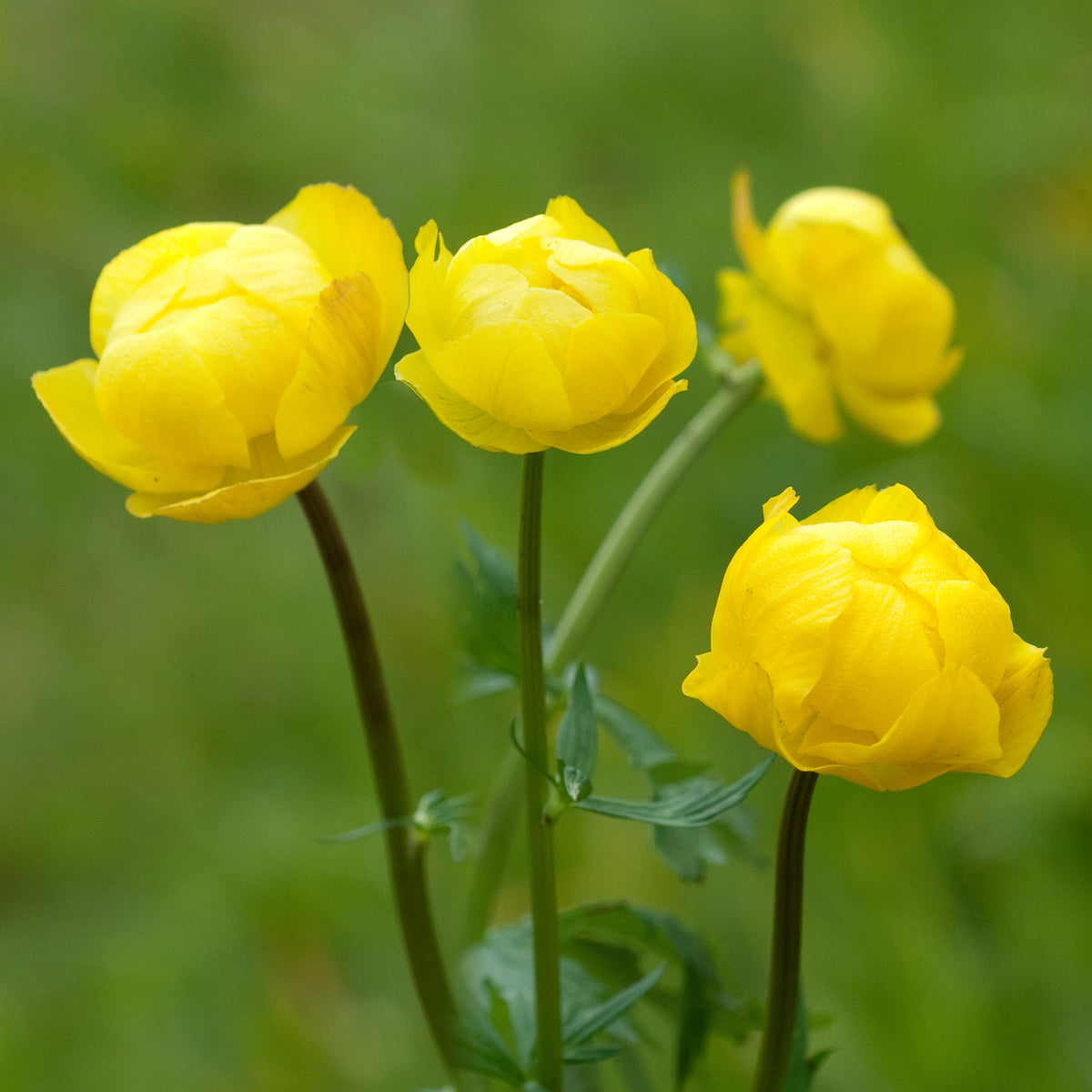 Kogelboterbloem Europe - Willemse