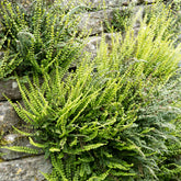 Asplenium trichomanes - Steenbeekvaren - Varens