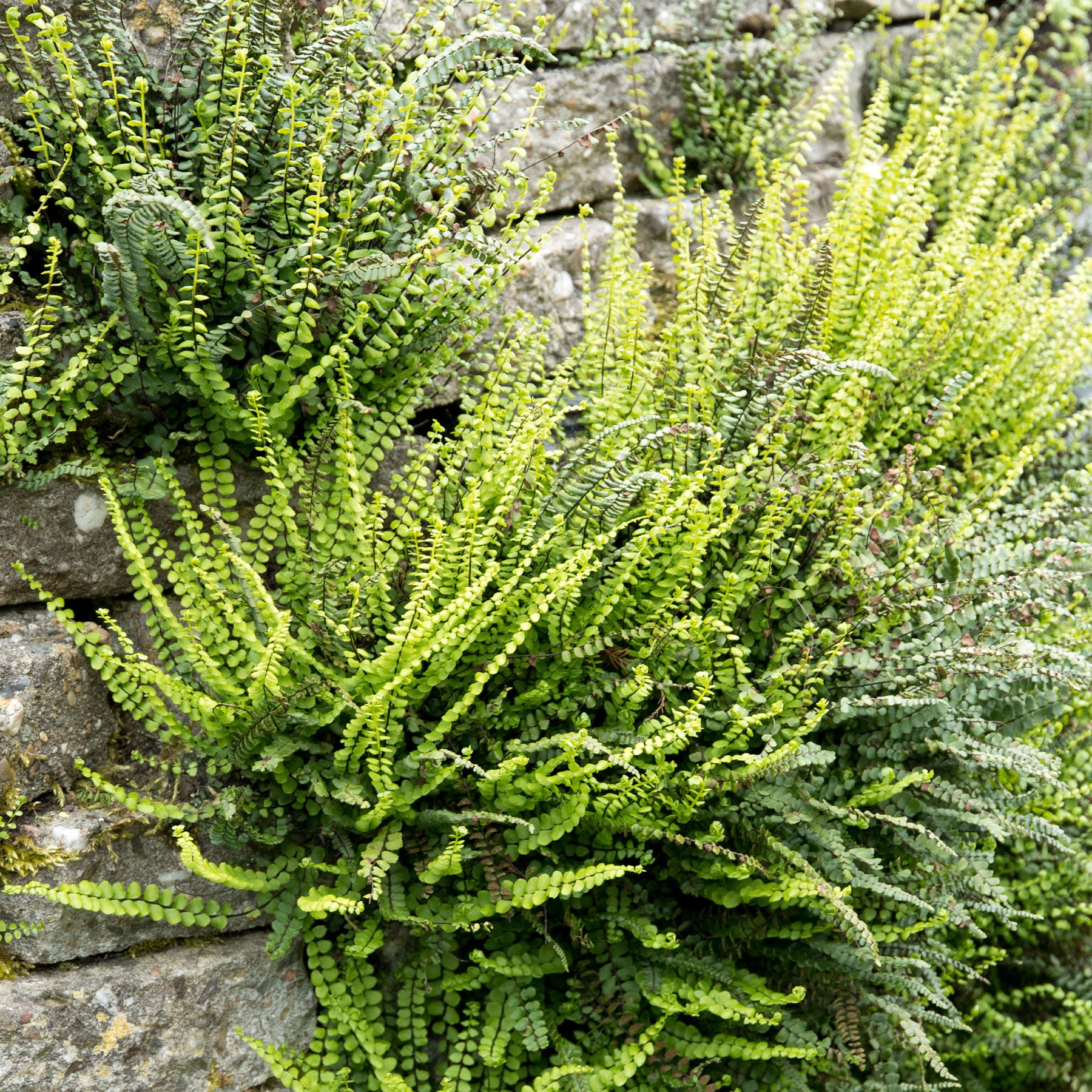 Asplenium trichomanes - Steenbeekvaren - Varens