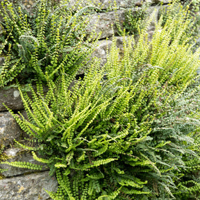 Asplenium trichomanes - Steenbeekvaren - Varens