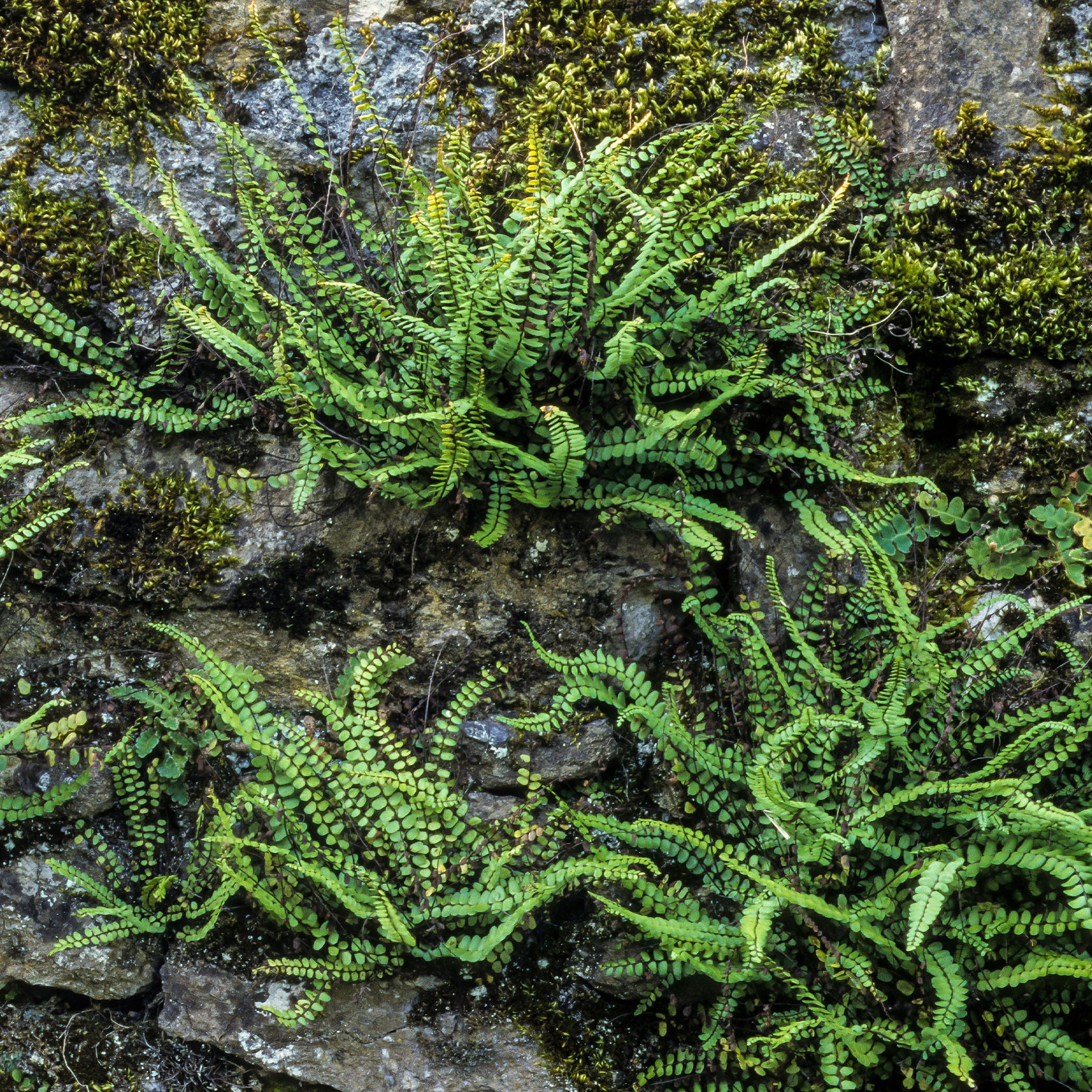 Steenbeekvaren - Willemse