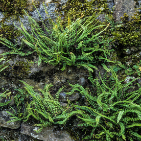 Steenbeekvaren - Willemse