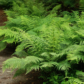 Wijfjesvaren - Athyrium filix-femina - Willemse