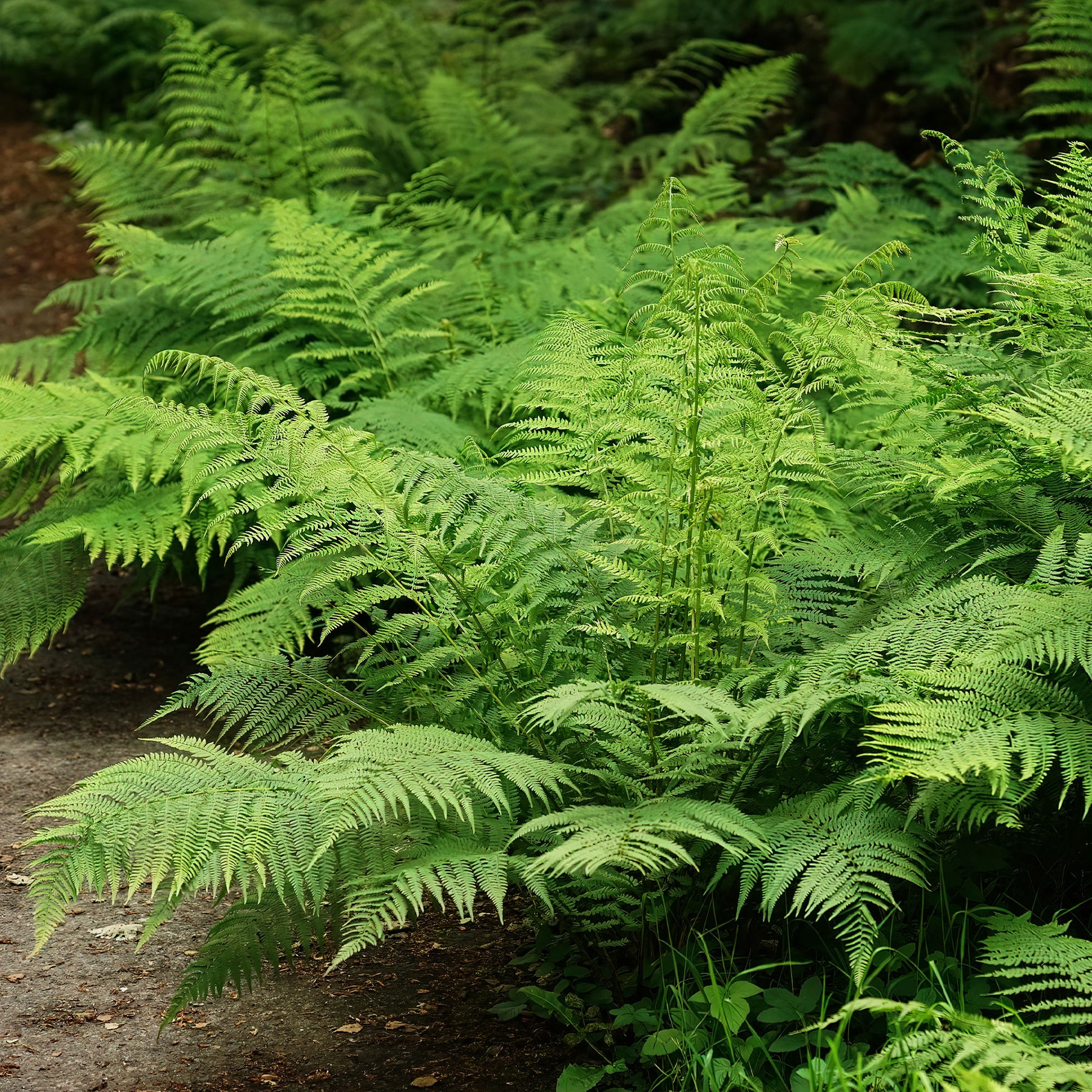 Wijfjesvaren - Athyrium filix-femina - Willemse