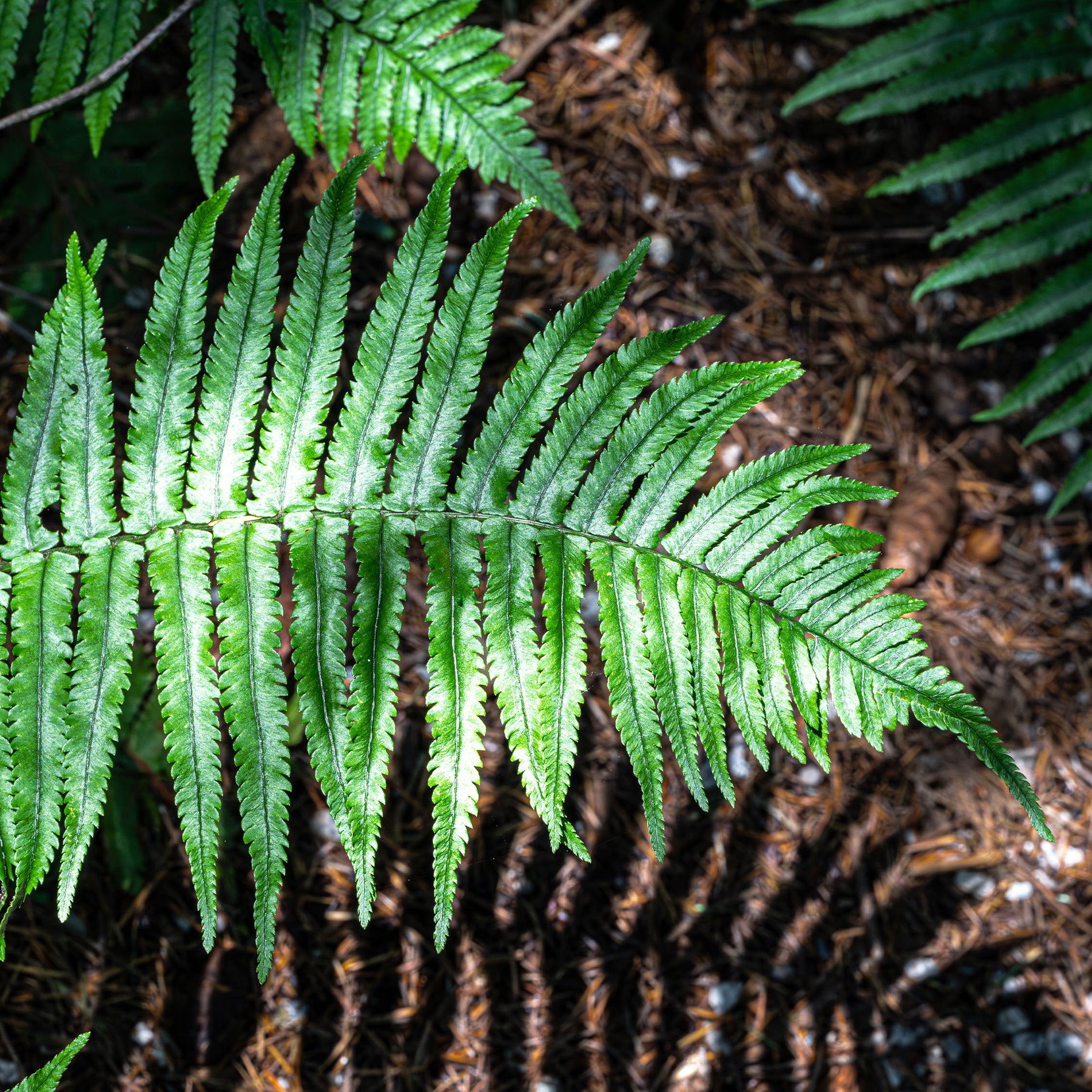 Dryopteris cycadina (atrata) - Cycadina Niervaren - Varens