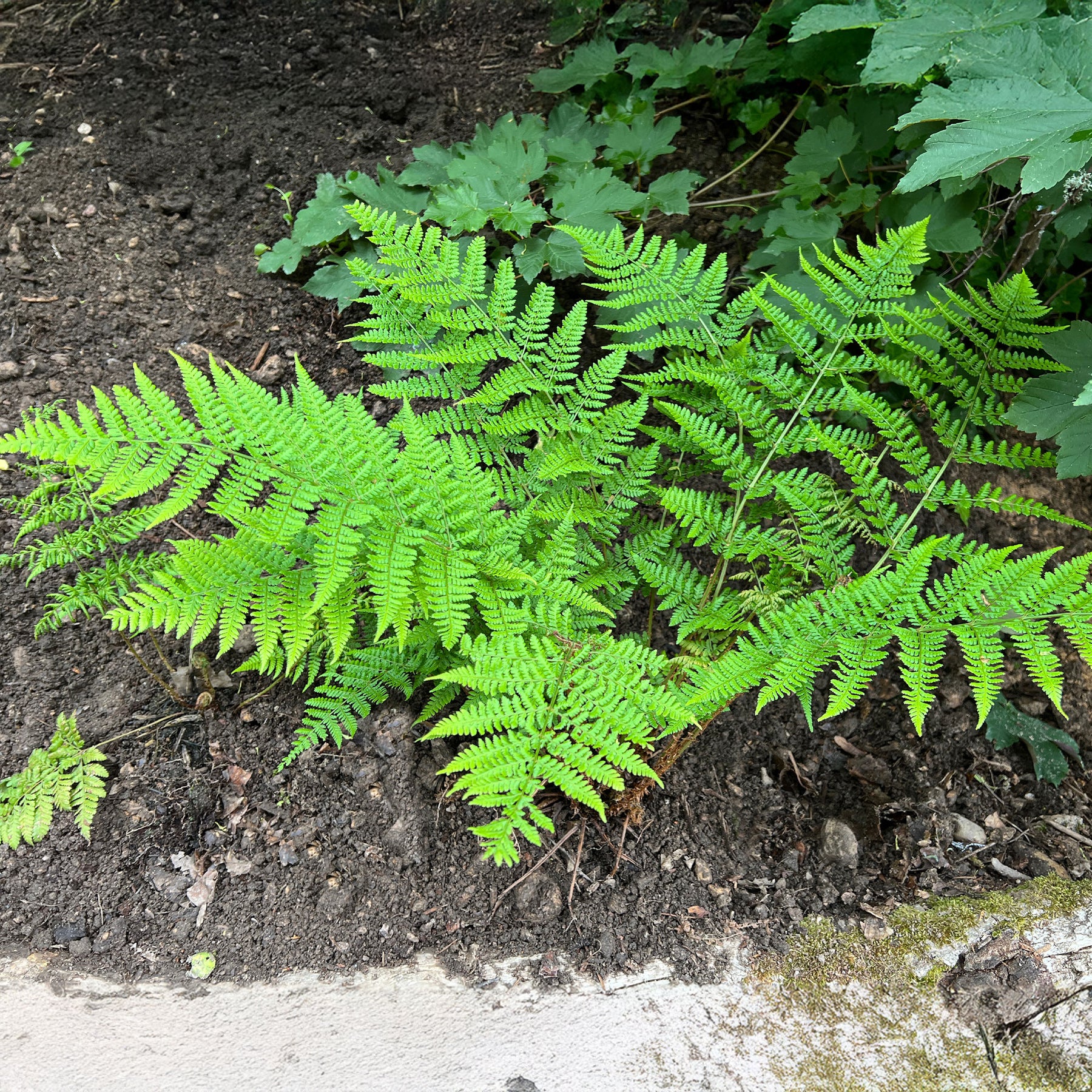 Brede stekelvaren - Dryopteris dilatata - Willemse