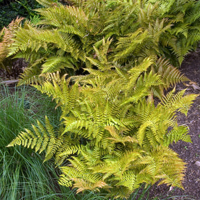 Dryopteris erythrosora - Roze Niervaren - Varens