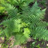 Mannetjesvaren - Dryopteris filix-mas - Willemse
