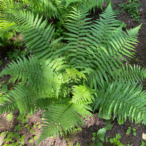 Mannetjesvaren - Dryopteris filix-mas - Willemse