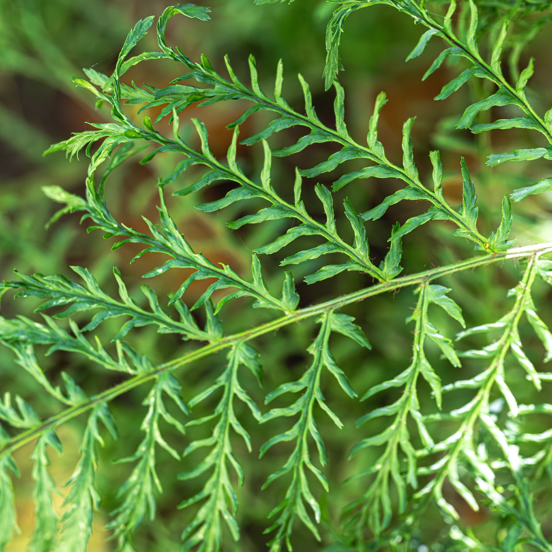 Niervaren Linearis Polydactyla - Dryopteris filix-mas linearis polydactyla - Willemse