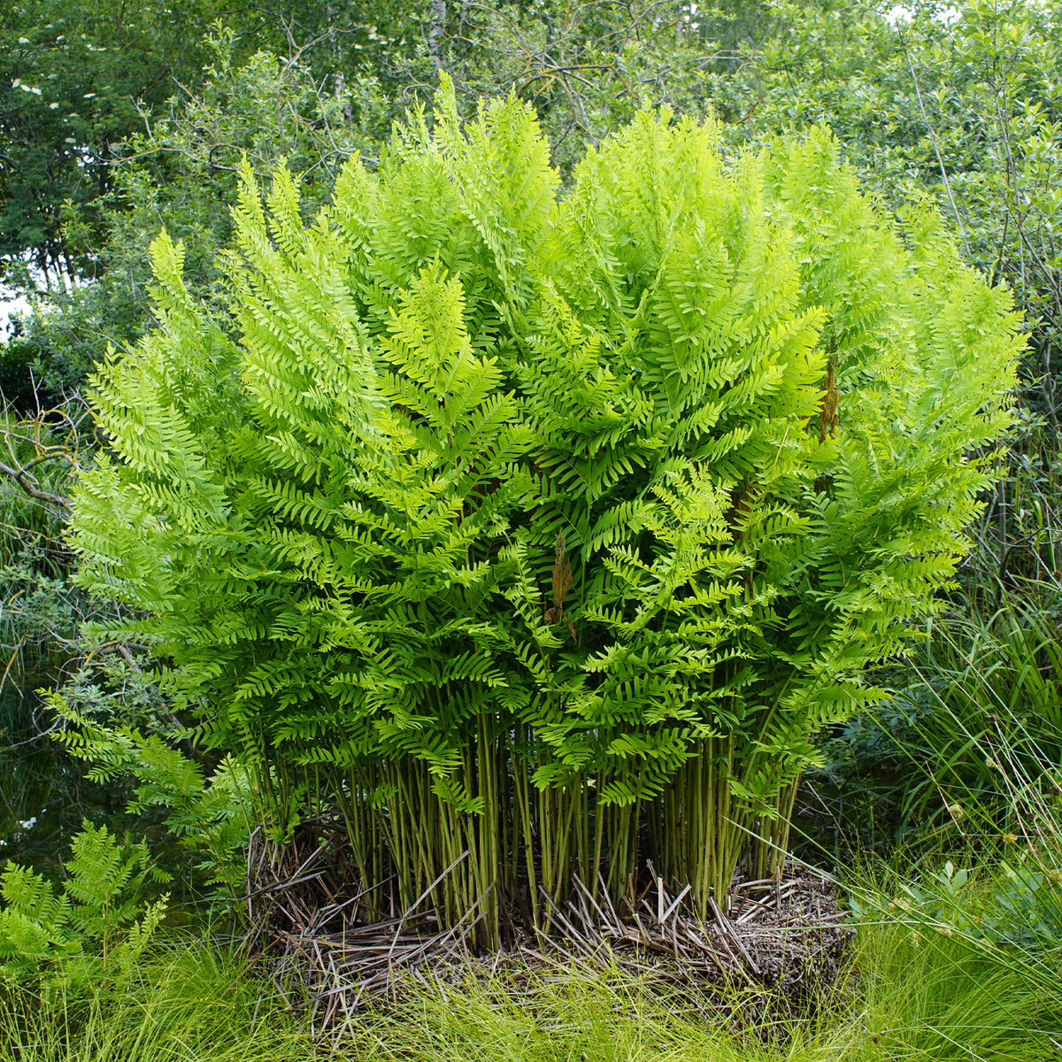 Koningsvaren - Osmunda regalis - Willemse