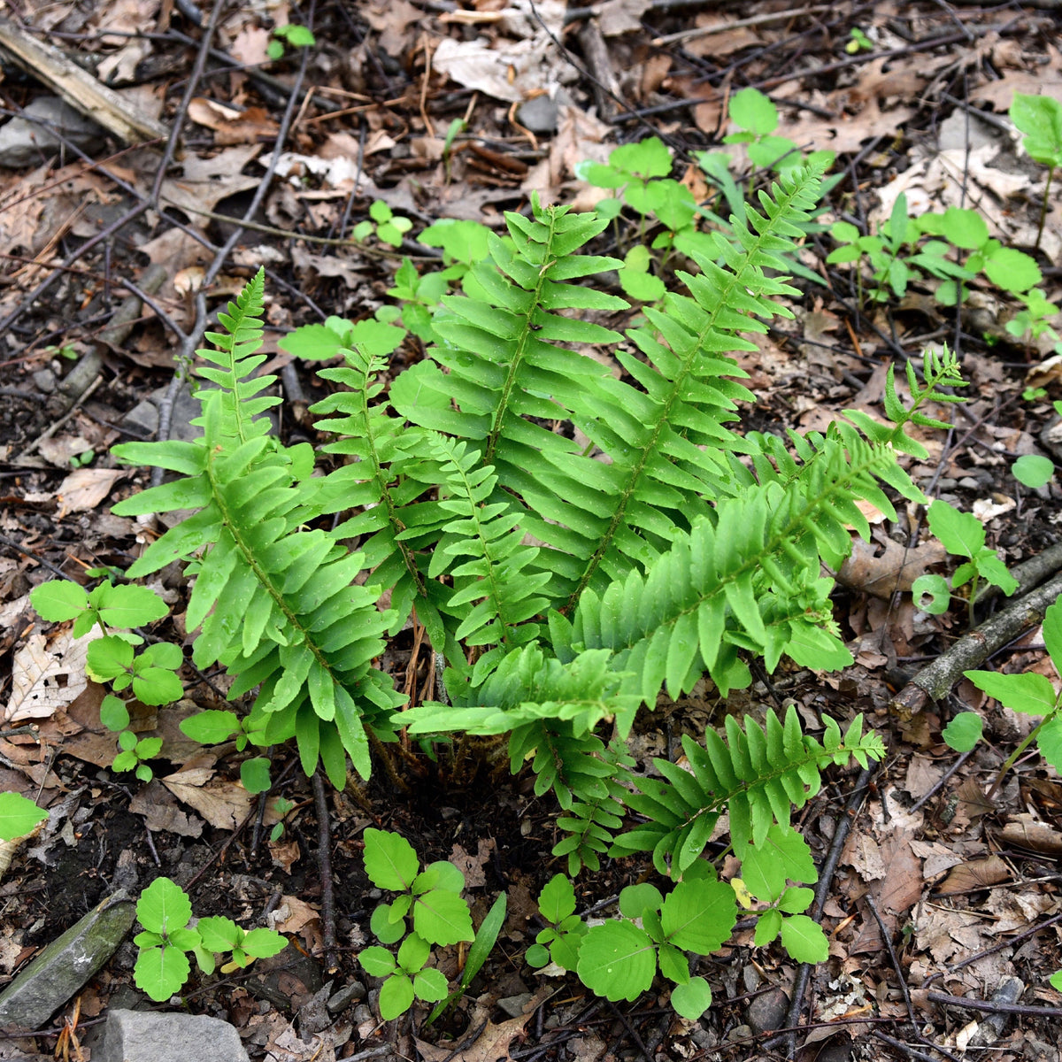 Kerst Naaldvaren - Polystichum acrostichoides - Willemse