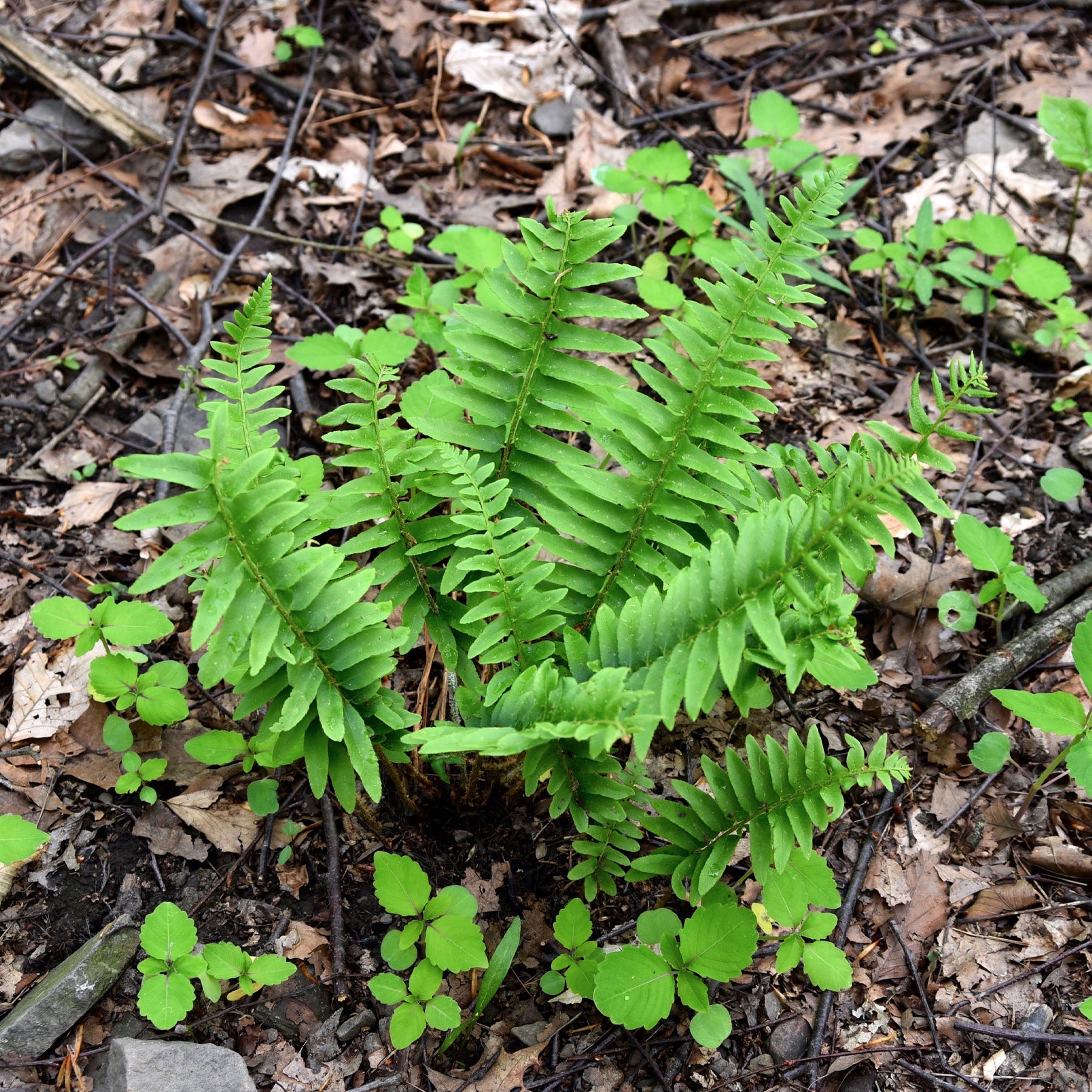 Kerst Naaldvaren - Polystichum acrostichoides - Willemse