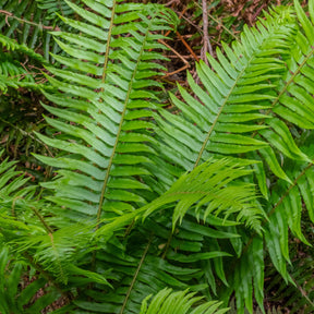 Zwaardvaren - Polystichum munitum - Willemse