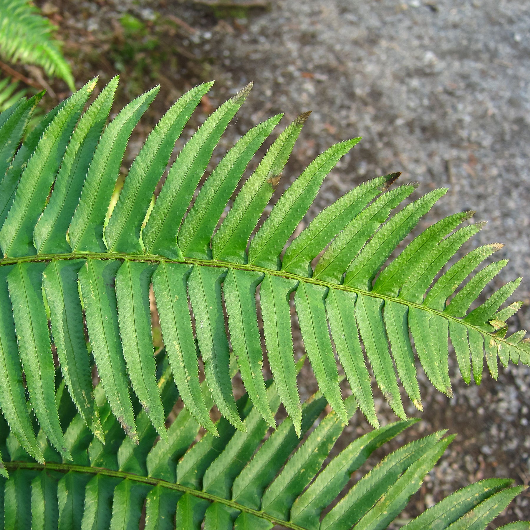 Polystichum munitum - Zwaardvaren - Vaste planten