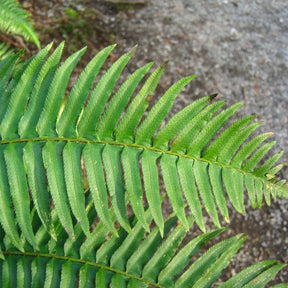 Polystichum munitum - Zwaardvaren - Vaste planten