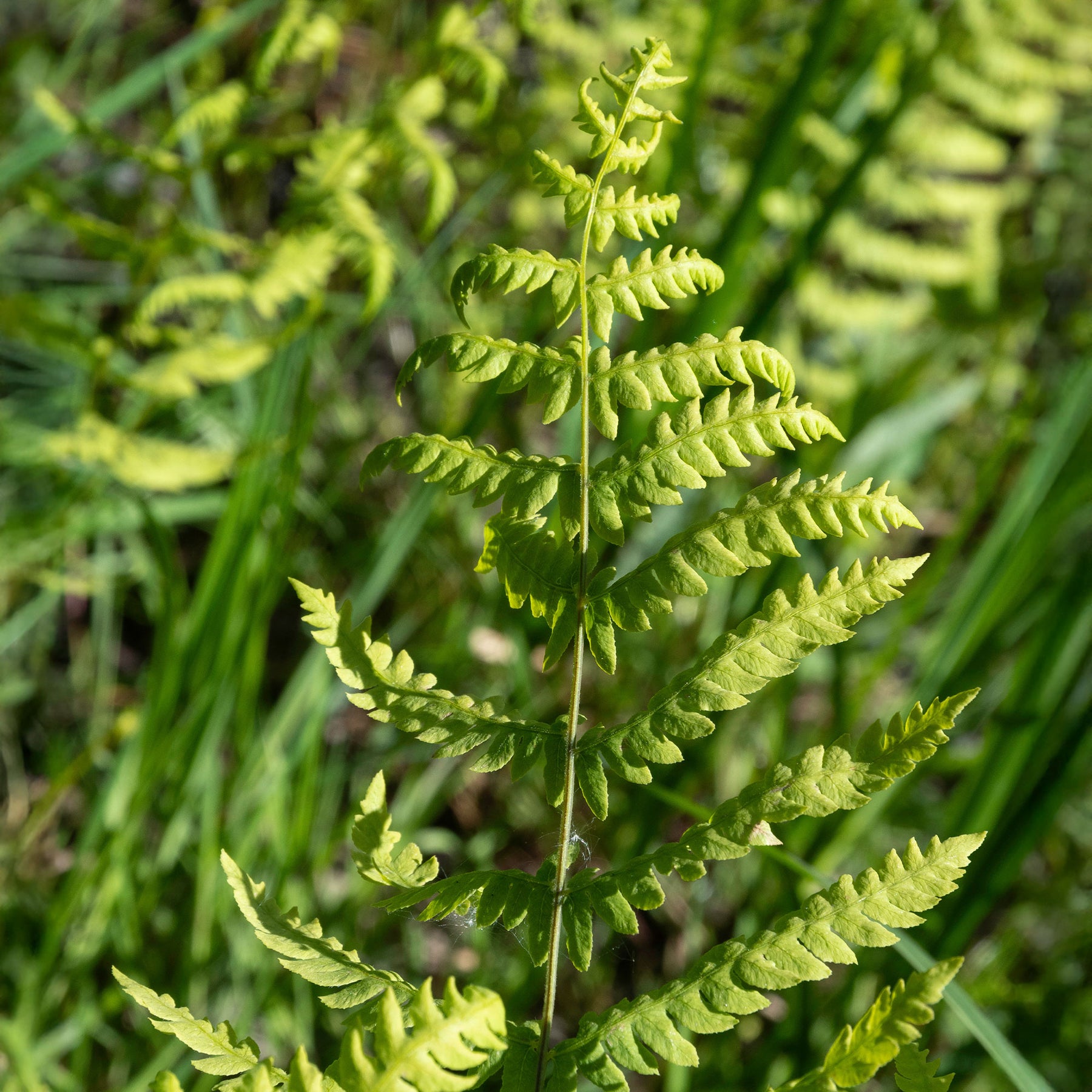 Thelypteris palustris - Moerasvaren - Varens