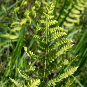Thelypteris palustris - Moerasvaren - Varens