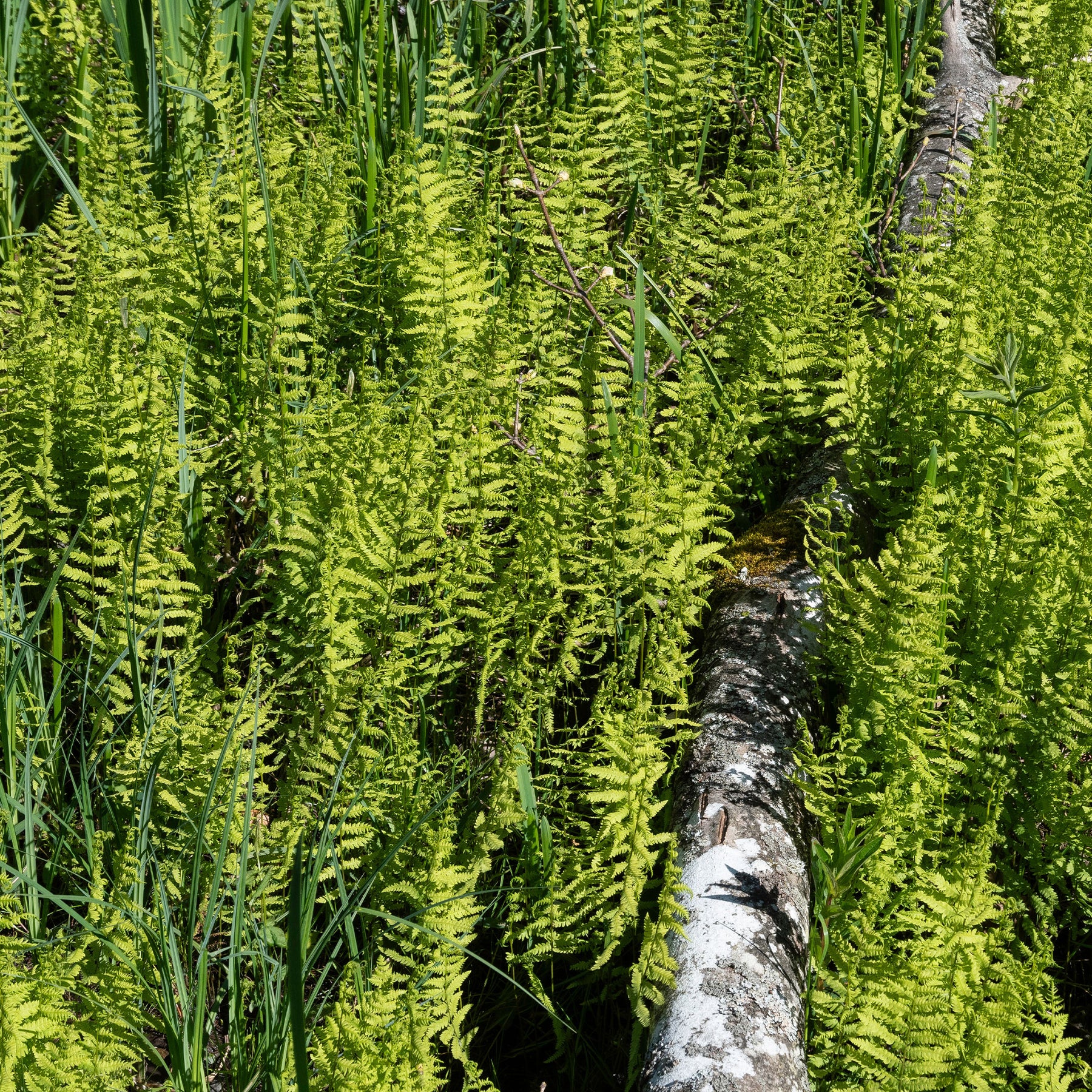 Moerasvaren - Thelypteris palustris - Willemse