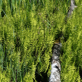 Moerasvaren - Thelypteris palustris - Willemse