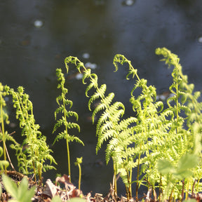 Varens - Moerasvaren - Thelypteris palustris