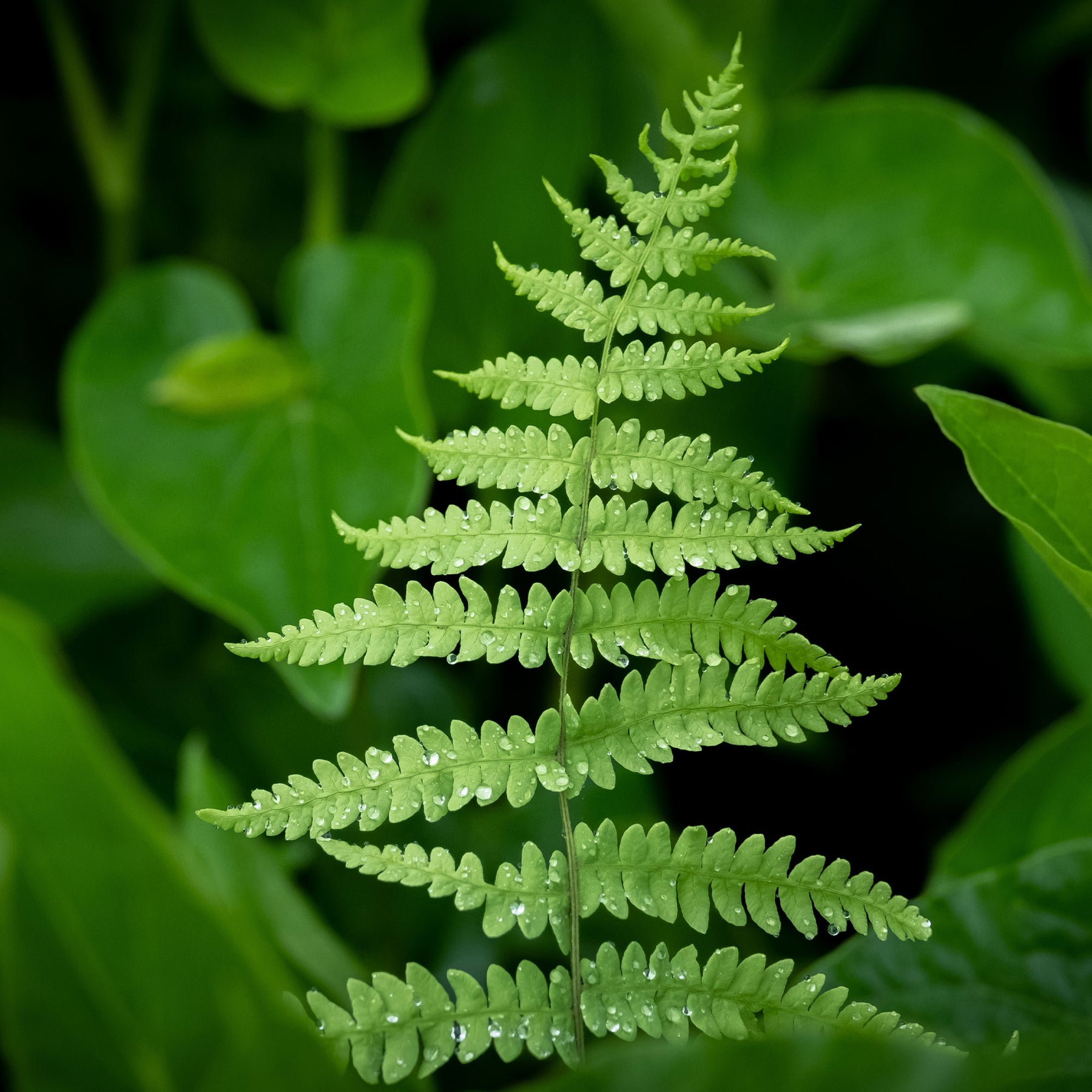 Verkoop Moerasvaren - Thelypteris palustris