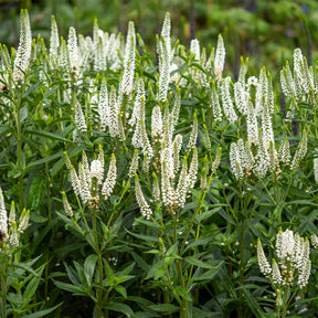 Ereprijs First Lady - Willemse