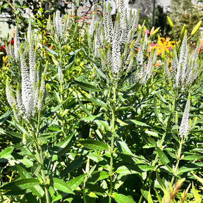 Ereprijs 'Schneeriesin' - Willemse