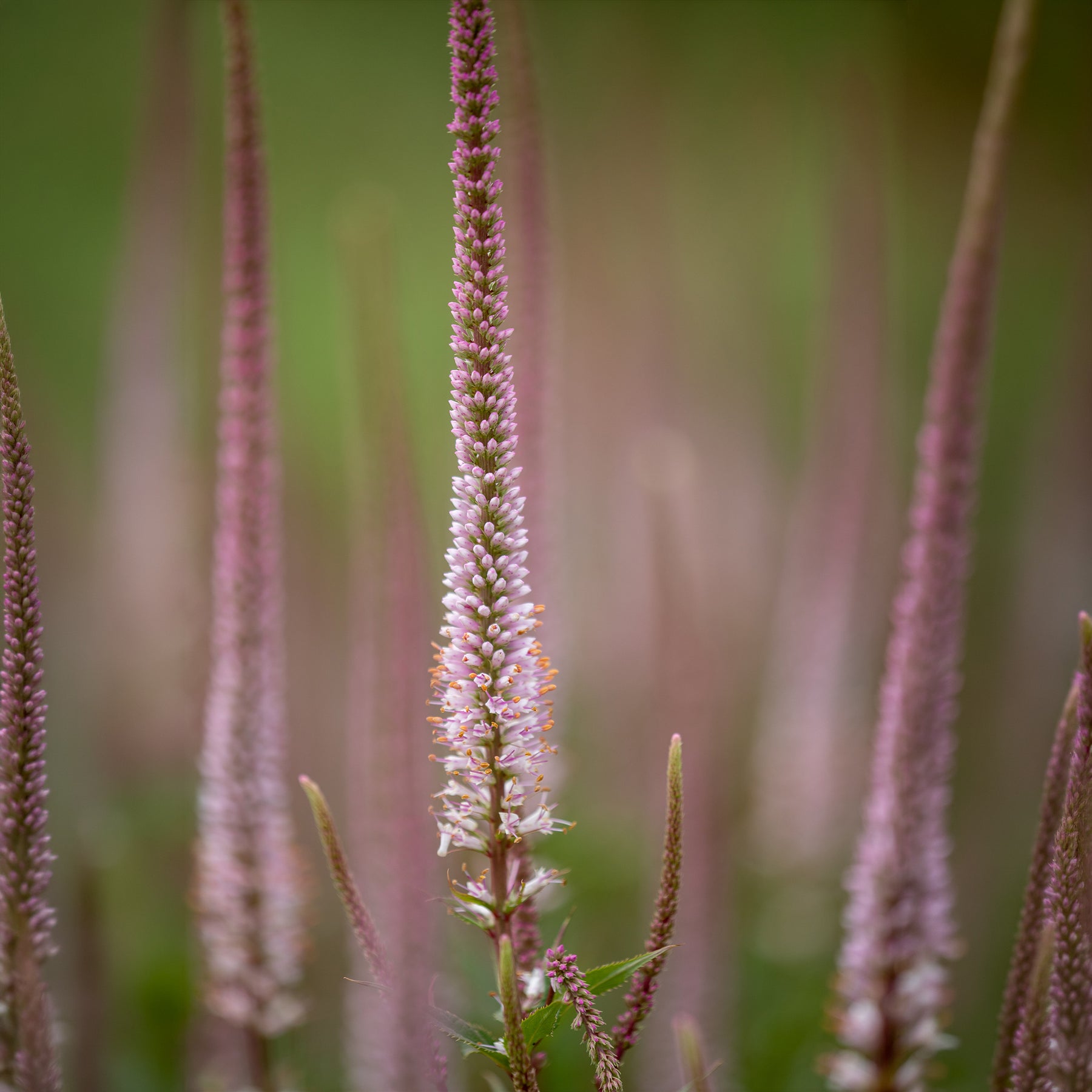 Virginische ereprijs Erika - Veronicastrum virginicum erika - Willemse