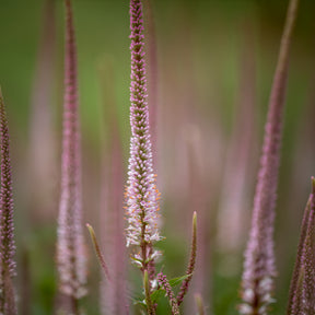 Virginische ereprijs Erika - Veronicastrum virginicum erika - Willemse