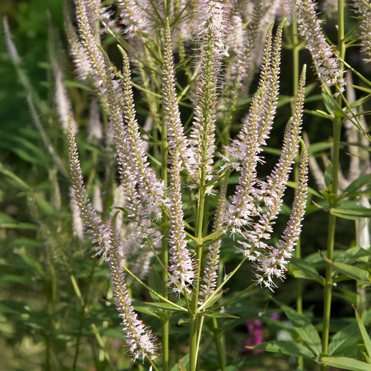 Veronicastrum virginicum roseum - Scrophulariaceae Roseum - Vaste planten