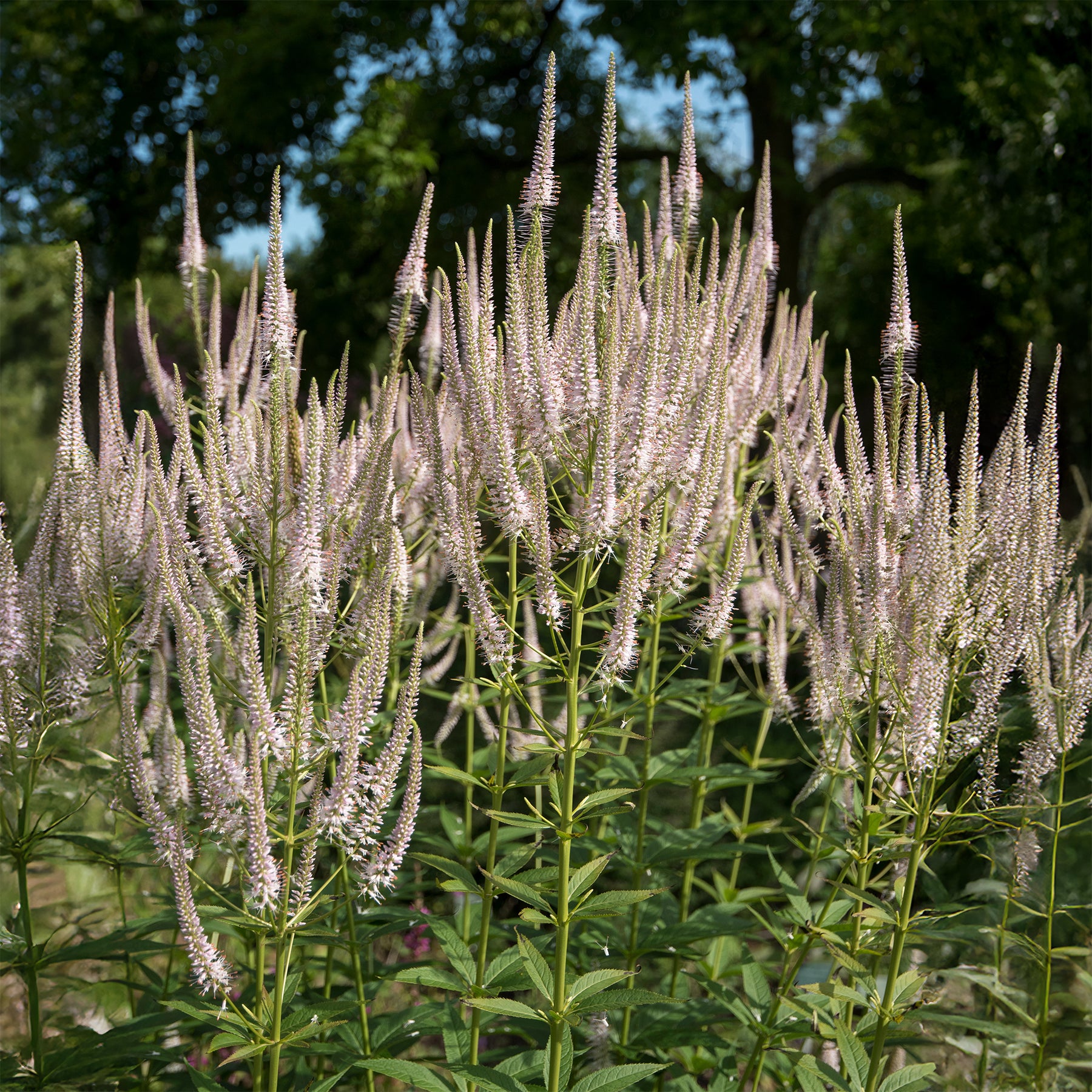 Scrophulariaceae Roseum - Veronicastrum virginicum roseum - Willemse