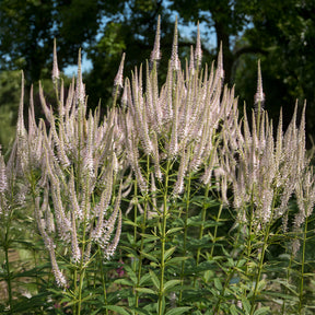 Scrophulariaceae Roseum - Veronicastrum virginicum roseum - Willemse